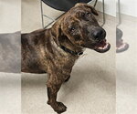 *DUG - Male Mastiff-Unknown Mix Dog for Adoption - Small photo