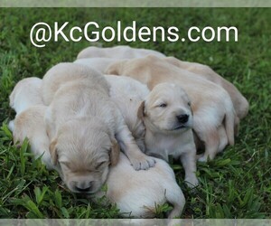 Golden Retriever Puppy for sale in RUTLEDGE, MO, USA
