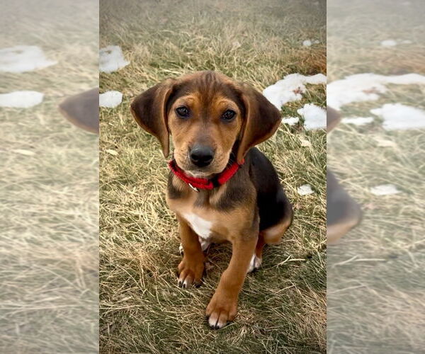 Medium Photo #1 Beagle-Unknown Mix Puppy For Sale in Lawrenceville, NJ, USA