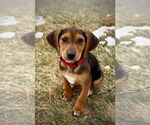 Small Beagle Mix