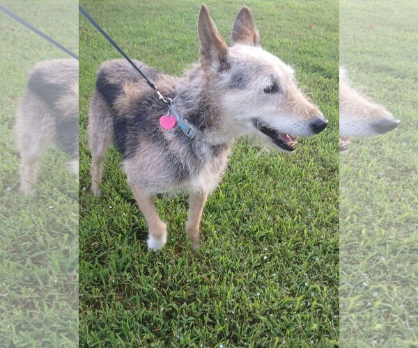 Medium Photo #2 Mutt Puppy For Sale in Thomasville, NC, USA