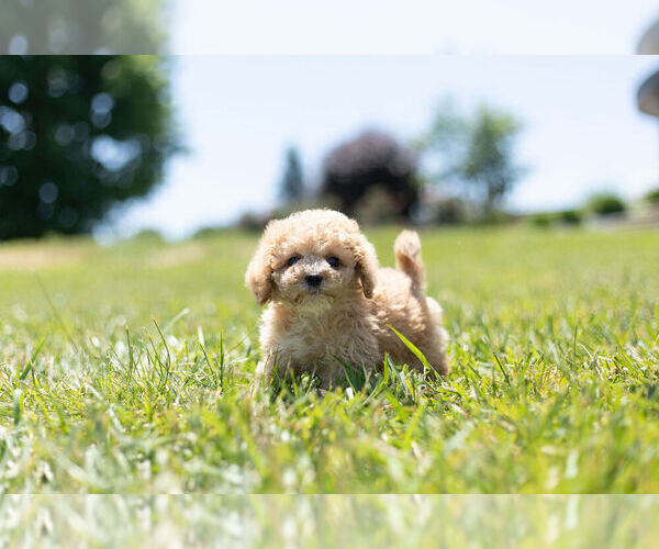 Medium Photo #4 Cavapoo Puppy For Sale in WARSAW, IN, USA