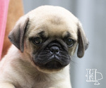 Puppy Maggie Pug