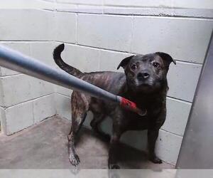 Mutt Dogs for adoption in Tulsa, OK, USA
