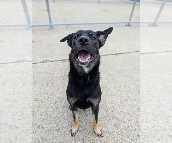 Medium Photo #2 Mutt Puppy For Sale in Calgary, Alberta, Canada