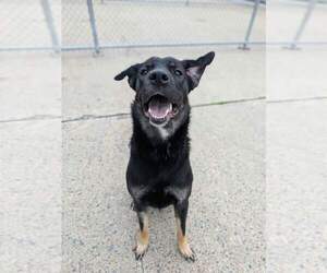 Pistachio - Female Mutt Dog for Adoption - Photo #2