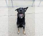 Small Photo #2 Mutt Puppy For Sale in Calgary, Alberta, Canada