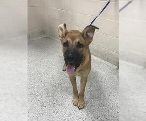 German Shepherd Dog-Great Dane Mix Dogs for adoption in Conroe, TX, USA