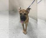 Small German Shepherd Dog-Great Dane Mix