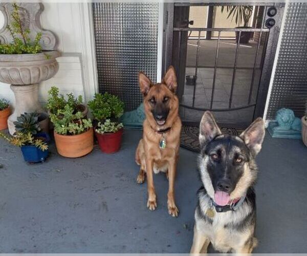 Medium Photo #4 German Shepherd Dog Puppy For Sale in Cupertino, CA, USA