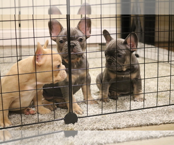 Medium Photo #11 French Bulldog Puppy For Sale in WINDSOR MILL, MD, USA