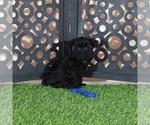 Small #3 Yorkipoo