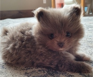Pomeranian Puppy for Sale in ORRVILLE, Ohio USA