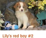 Small #7 Australian Shepherd