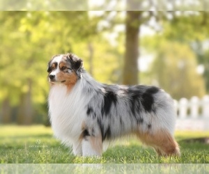 Father of the Australian Shepherd puppies born on 05/12/2025
