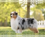 Small Photo #1 Australian Shepherd Puppy For Sale in PARKTON, MD, USA