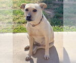 Small #8 Labrador Retriever Mix