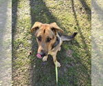 Small #11 German Shepherd Dog-Great Dane Mix