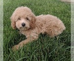 Small Photo #7 Poodle (Miniature) Puppy For Sale in FREDERICKSBURG, OH, USA
