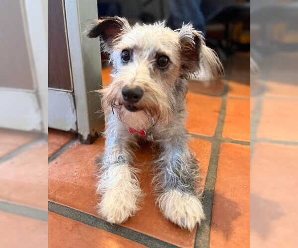 Medium Photo #2 Cairn Terrier-Unknown Mix Puppy For Sale in San Diego, CA, USA