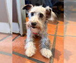 Small #1 Cairn Terrier Mix