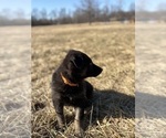 Small Photo #27 German Shepherd Dog Puppy For Sale in SUMPTER TWP, MI, USA