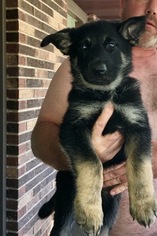 German Shepherd Dog Puppy for sale in MUNCIE, IN, USA