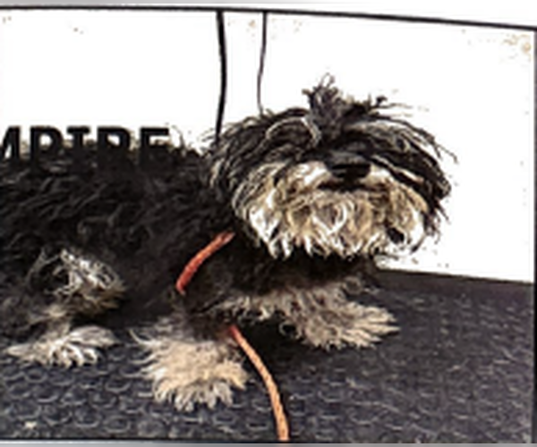 Medium Photo #1 Mutt Puppy For Sale in Studio City, CA, USA