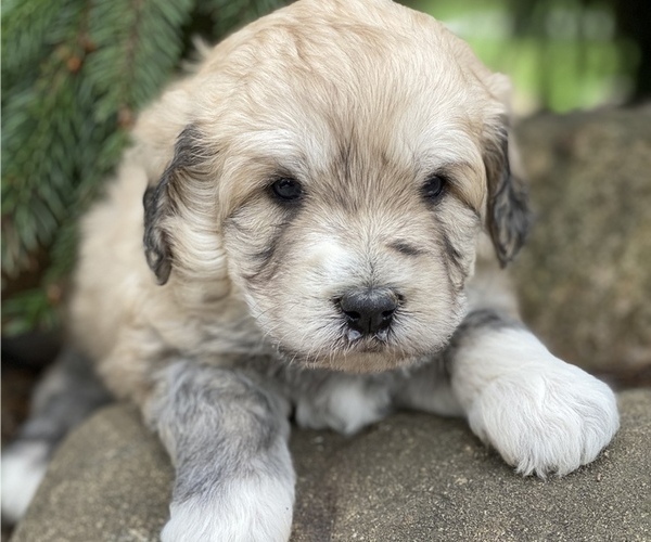 Medium Photo #2 Great Pyrenees-Poodle (Miniature) Mix Puppy For Sale in BOWLING GREEN, OH, USA