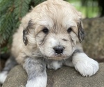 Small #1 Great Pyrenees-Poodle (Miniature) Mix