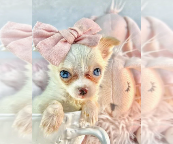 Medium Photo #18 Chihuahua Puppy For Sale in NEW YORK, NY, USA