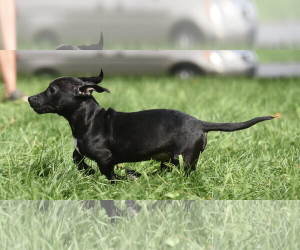 Medium Photo #7 Chiweenie Puppy For Sale in Mechanicsburg, PA, USA