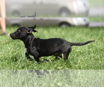 Small #6 Chiweenie