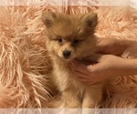 Small Photo #3 Pomeranian Puppy For Sale in BOSTON, MA, USA