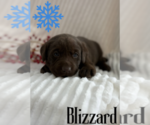 Puppy Blizzard Labrador Retriever