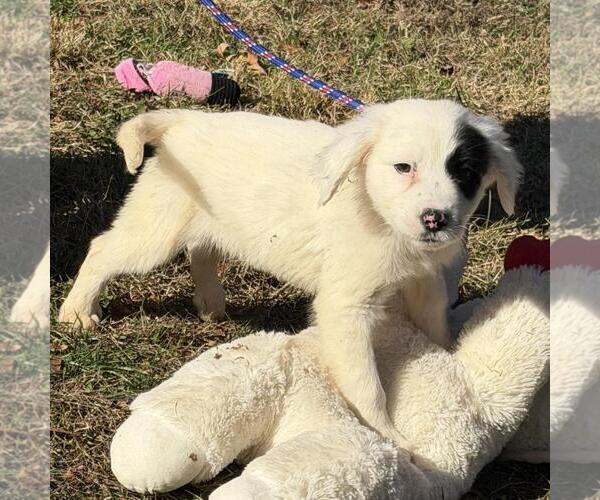 Medium Photo #4 Labrador Retriever-Unknown Mix Puppy For Sale in Yardley, PA, USA