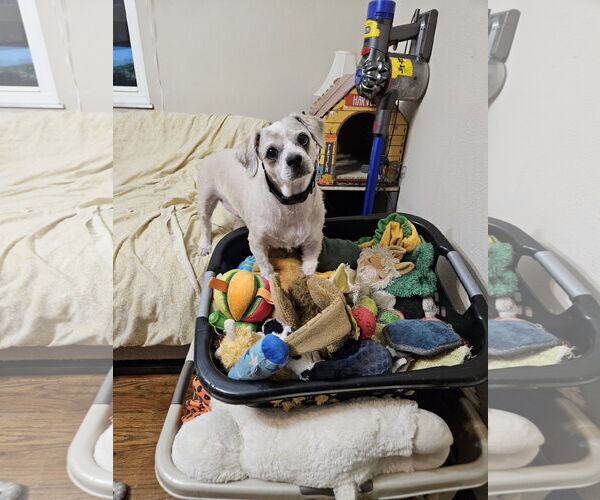 Medium Photo #4 Mutt Puppy For Sale in Fenton, MO, USA