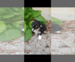 Small Photo #6 Pembroke Welsh Corgi-Poodle (Miniature) Mix Puppy For Sale in LEBANON, MO, USA