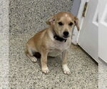 Small #1 Jack Russell Terrier-Labrador Retriever Mix