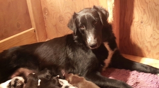 Mother of the Australian Shepherd puppies born on 11/22/2016