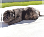 Small #2 Pug