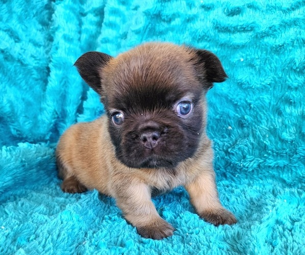 Medium Photo #6 French Bulldog Puppy For Sale in LAS VEGAS, NV, USA