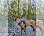 Small Photo #4 Rhodesian Ridgeback Puppy For Sale in PORTLAND, OR, USA