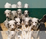 Small Photo #9 Dalmatian Puppy For Sale in DUVALL, WA, USA