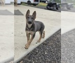Small #3 German Shepherd Dog