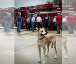 KYLIE - Female Doberman Pinscher-Great Pyrenees Mix Dog for Adoption - Small photo