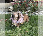 Small #2 Dachshund Mix