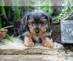 Small Photo #8 Yorkshire Terrier Puppy For Sale in QUARRYVILLE, PA, USA