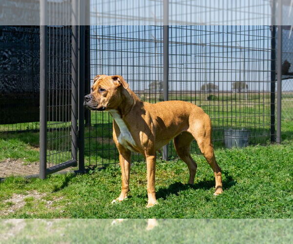 Medium Photo #6 Mutt Puppy For Sale in Abbeville, LA, USA