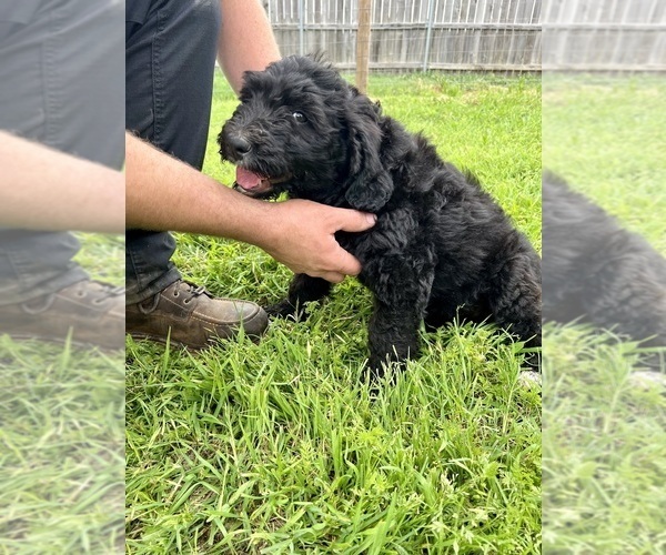 Medium Photo #3 Bernedoodle Puppy For Sale in WACO, TX, USA